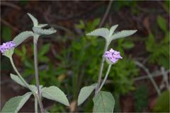 Lantana wightiana